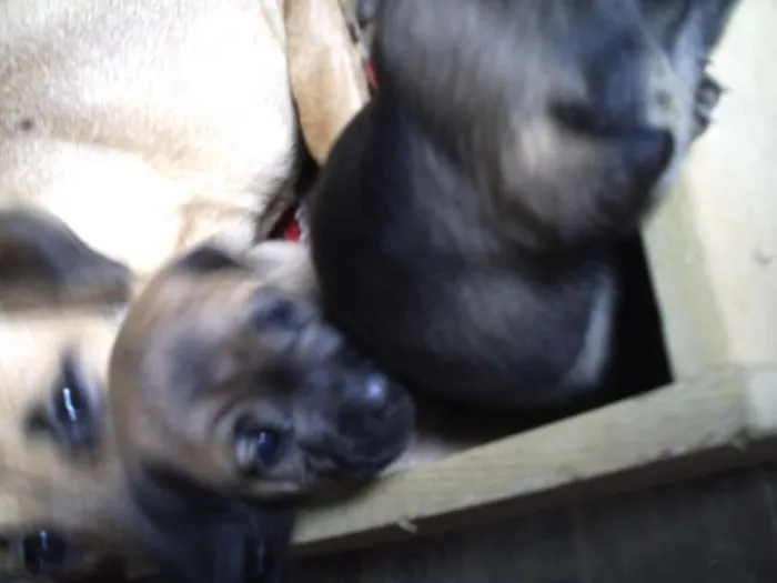 Cachorro ra a SRD idade Abaixo de 2 meses nome Doçura/Precioso