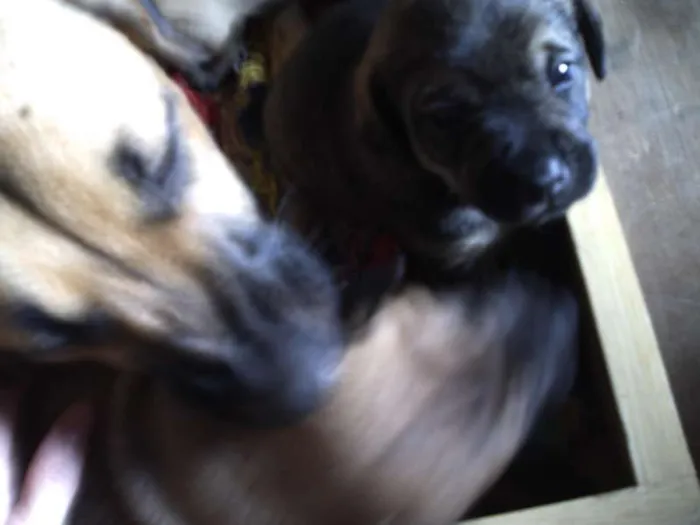 Cachorro ra a SRD idade Abaixo de 2 meses nome Doçura/Precioso