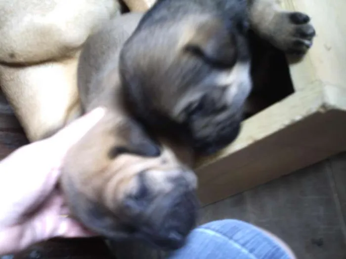 Cachorro ra a SRD idade Abaixo de 2 meses nome Doçura/Precioso