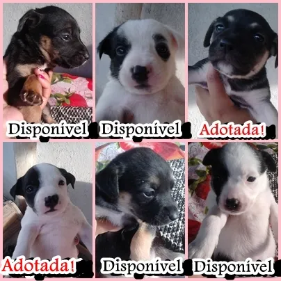 Cachorro ra a Mestiças: Pittbull (Mamãe) e Labrador (Papai) idade Abaixo de 2 meses nome 5 filhotes fêmeas
