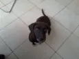 pretinha