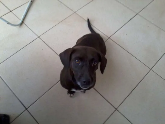 Cachorro ra a indefinida idade  nome pretinha