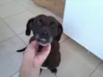 pretinha