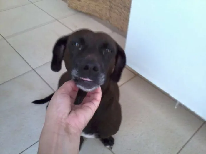 Cachorro ra a indefinida idade  nome pretinha