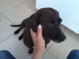 pretinha