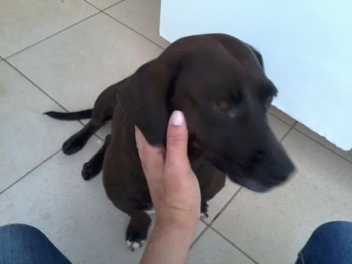 Cachorro ra a indefinida idade  nome pretinha