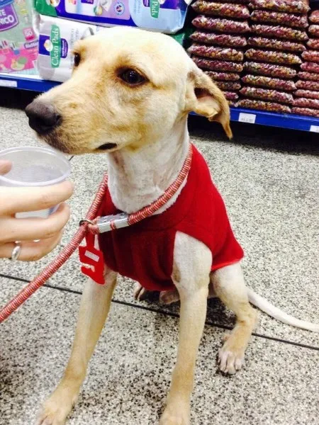 Cachorro ra a SRD idade 1 ano nome Cocada