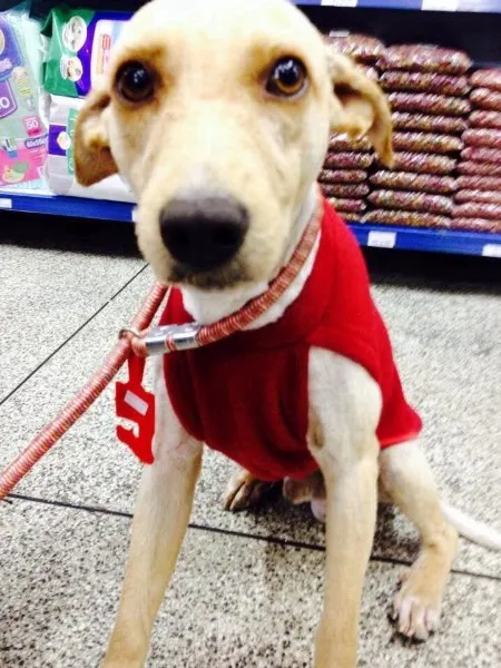 Cachorro ra a SRD idade 1 ano nome Cocada