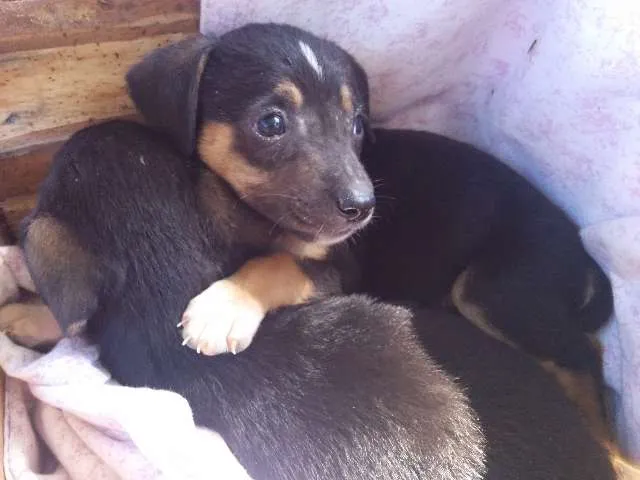Cachorro ra a Vira-lata idade 2 a 6 meses nome Sem nome 1