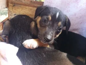 Cachorro raça Vira-lata idade 2 a 6 meses nome Sem nome 1