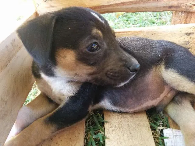 Cachorro ra a Vira-lata idade 2 a 6 meses nome Sem nome 1