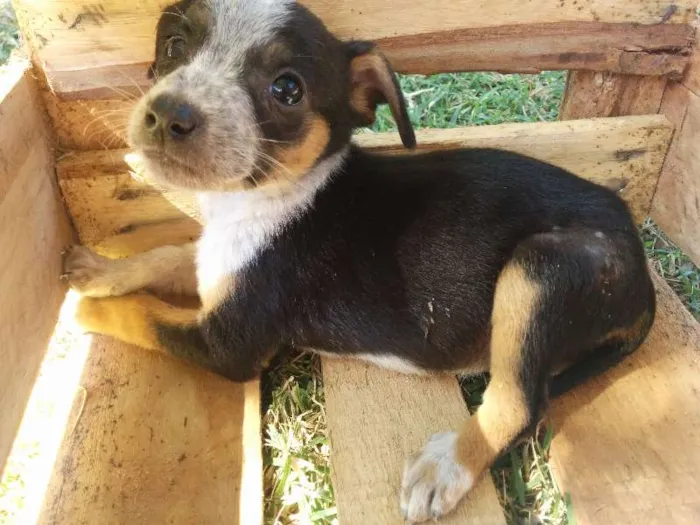 Cachorro ra a Vira-lata idade 2 a 6 meses nome Sem nome 2