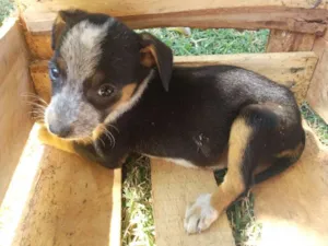 Cachorro raça Vira-lata idade 2 a 6 meses nome Sem nome 2