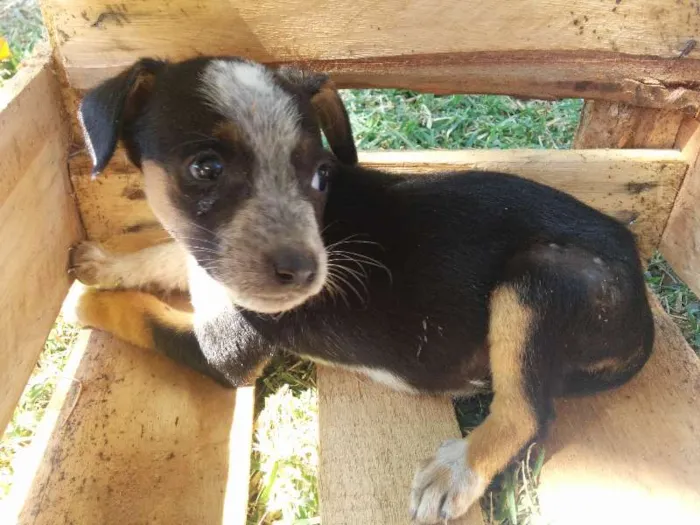 Cachorro ra a Vira-lata idade 2 a 6 meses nome Sem nome 2