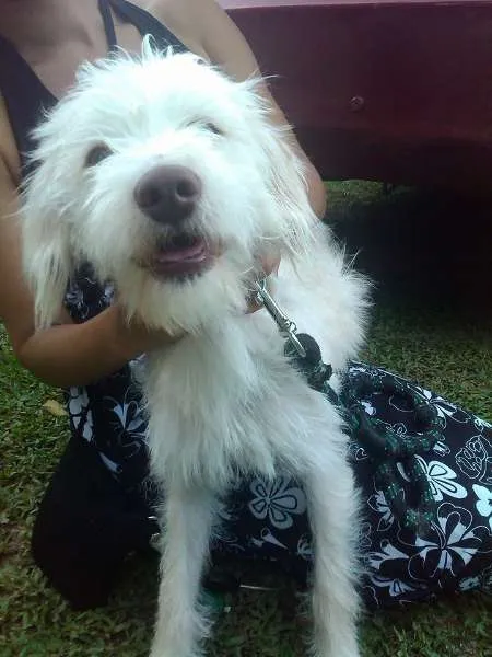 Cachorro ra a RND idade 7 a 11 meses nome Bingo