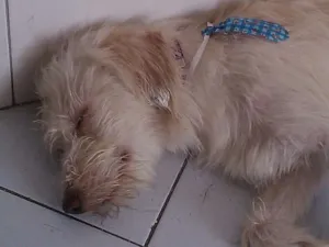 Cachorro raça RND idade 7 a 11 meses nome Bingo