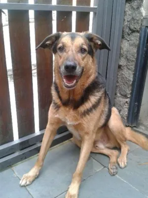 Cachorro raça SRD idade 4 anos nome não sei