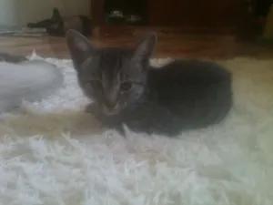 Gato raça SRD idade 2 a 6 meses nome sem