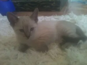 Gato raça SRD idade 2 a 6 meses nome nao tem