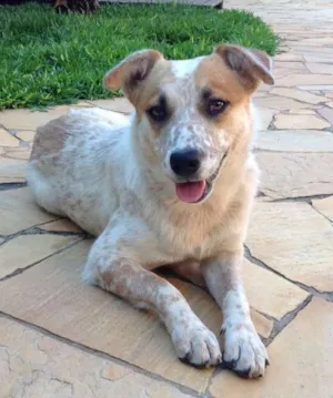 Cachorro raça SRD idade 1 ano nome Lalá