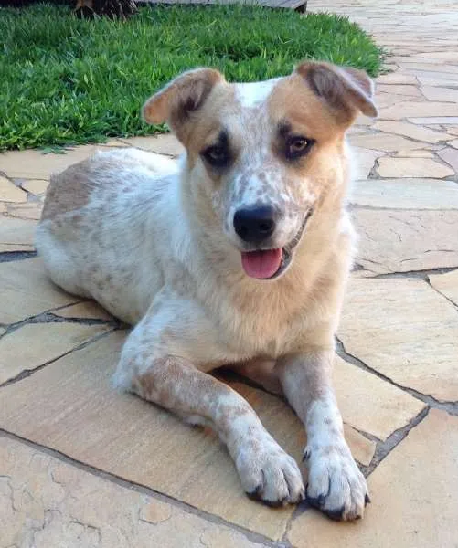 Cachorro ra a SRD idade 1 ano nome Lalá