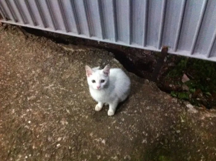 Gato ra a Não sei idade 2 a 6 meses nome Sem nome