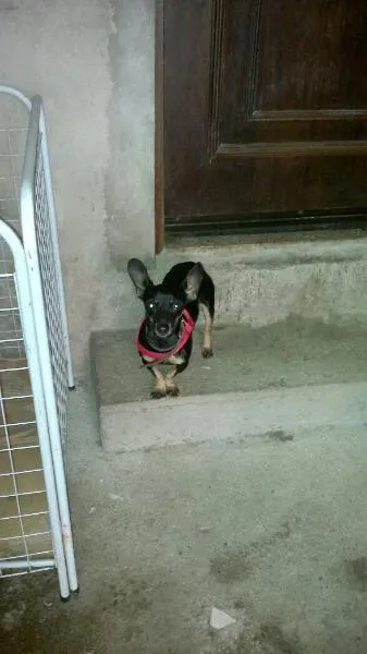 Cachorro ra a Pinscher idade 2 anos nome Bebê