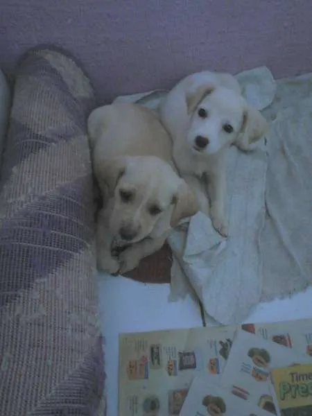 Cachorro raça Não definida idade Abaixo de 2 meses nome Duas fêmeas