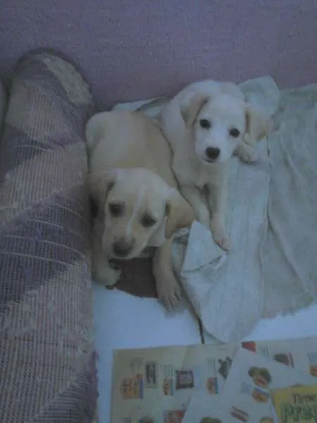 Cachorro raça Não definida idade Abaixo de 2 meses nome Duas fêmeas