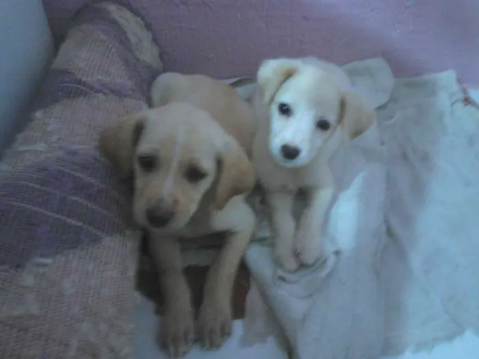 Cachorro raça Não definida idade Abaixo de 2 meses nome Duas fêmeas
