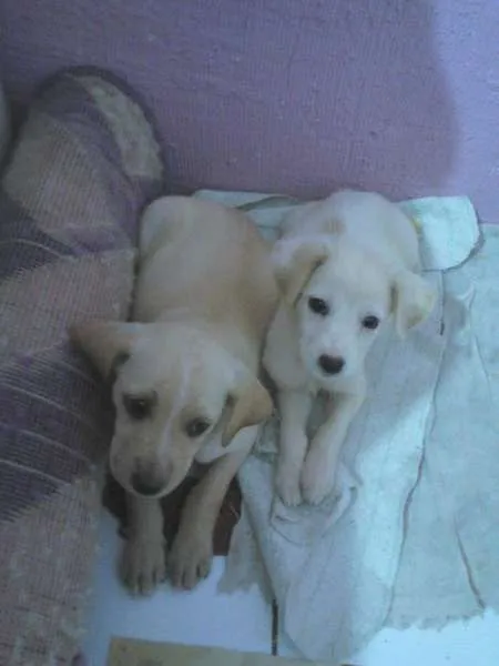 Cachorro raça Não definida idade Abaixo de 2 meses nome Duas fêmeas
