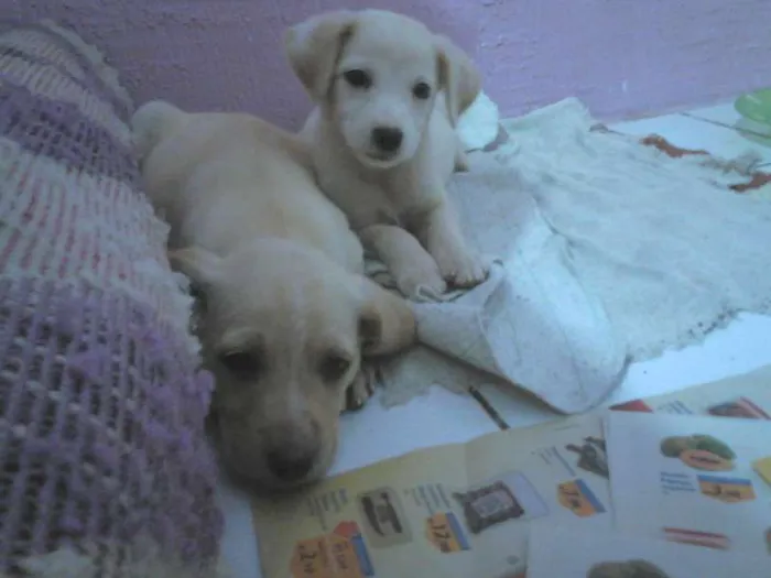 Cachorro raça Não definida idade Abaixo de 2 meses nome Duas fêmeas