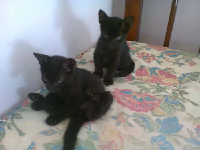 Gato ra a vira lata idade Abaixo de 2 meses nome Nenhum