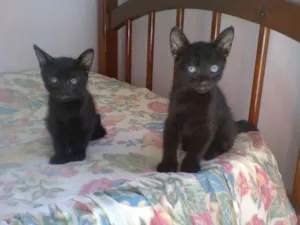 Gato raça vira lata idade Abaixo de 2 meses nome Nenhum