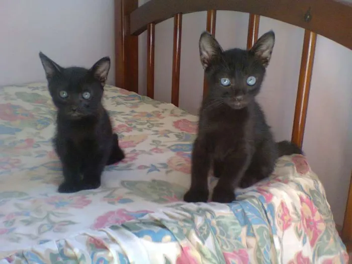 Gato ra a vira lata idade Abaixo de 2 meses nome Nenhum