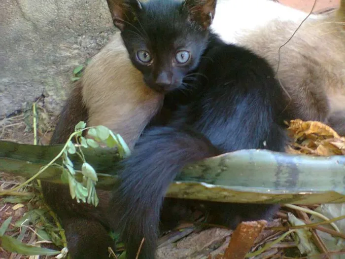 Gato ra a vira lata idade Abaixo de 2 meses nome Nenhum