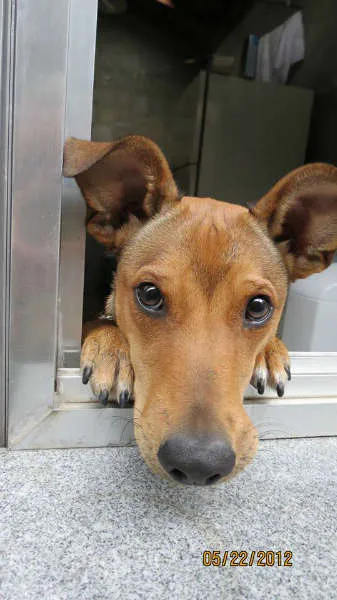 Cachorro ra a SRD idade 2 anos nome Thor
