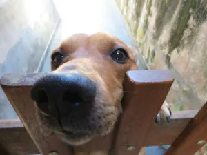 Cachorro raça SRD idade 2 anos nome Thor