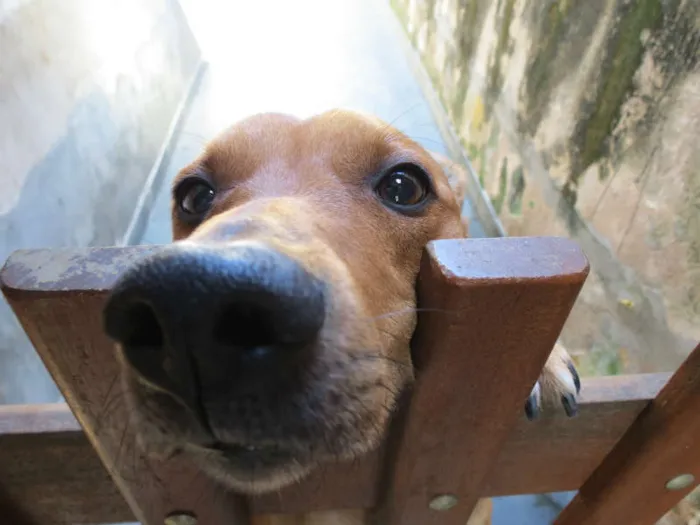 Cachorro ra a SRD idade 2 anos nome Thor