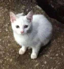Gato raça Não sei idade 2 a 6 meses nome Sem nome