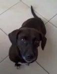 pretinha