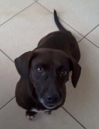 Cachorro ra a indefinida idade  nome pretinha