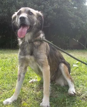 Cachorro raça SRD idade 2 anos nome Zara