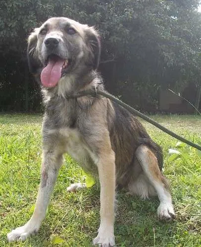 Cachorro ra a SRD idade 2 anos nome Zara
