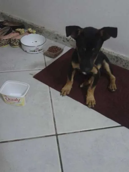 Cachorro raça  idade  nome espuleta