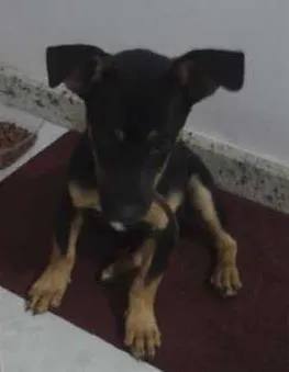 Cachorro raça  idade  nome espuleta