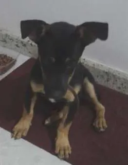 Cachorro raça  idade  nome espuleta