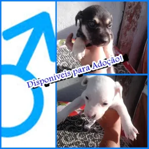 Cachorro raça Mestiço (Mamãe: Pittbull e Papai: Labrador) idade Abaixo de 2 meses nome 2 Machos 