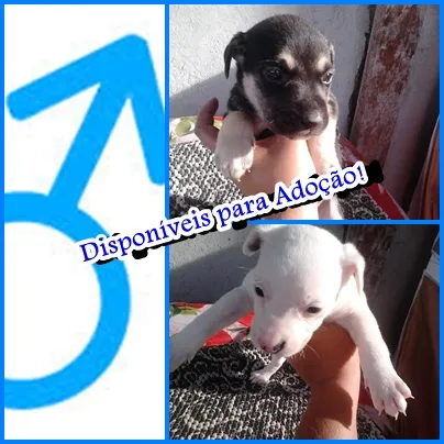Cachorro ra a Mestiço (Mamãe: Pittbull e Papai: Labrador) idade Abaixo de 2 meses nome 2 Machos