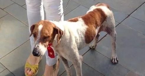Cachorro raça SRD idade 4 anos nome Buck